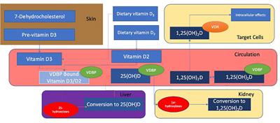 The genetic and epigenetic contributions to the development of nutritional rickets